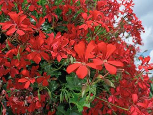 Pelargonia bluszczolistna - zwisająca Czerwona P9