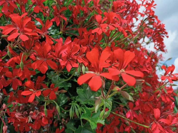 Pelargonia bluszczolistna - zwisająca Czerwona P9