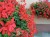 Pelargonia bluszczolistna - zwisająca Czerwona P9