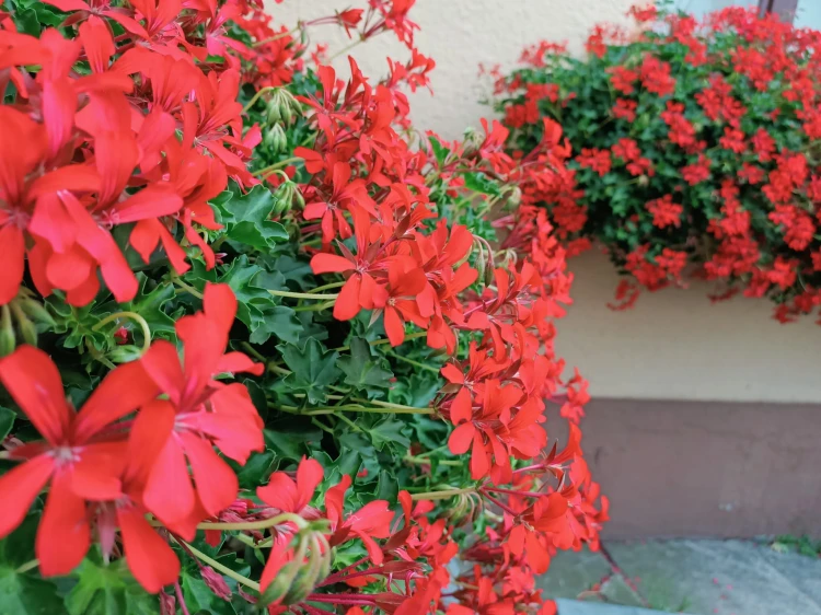 Pelargonia bluszczolistna - zwisająca Czerwona P9