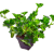 Pelargonia bluszczolistna - zwisająca Czerwona P9