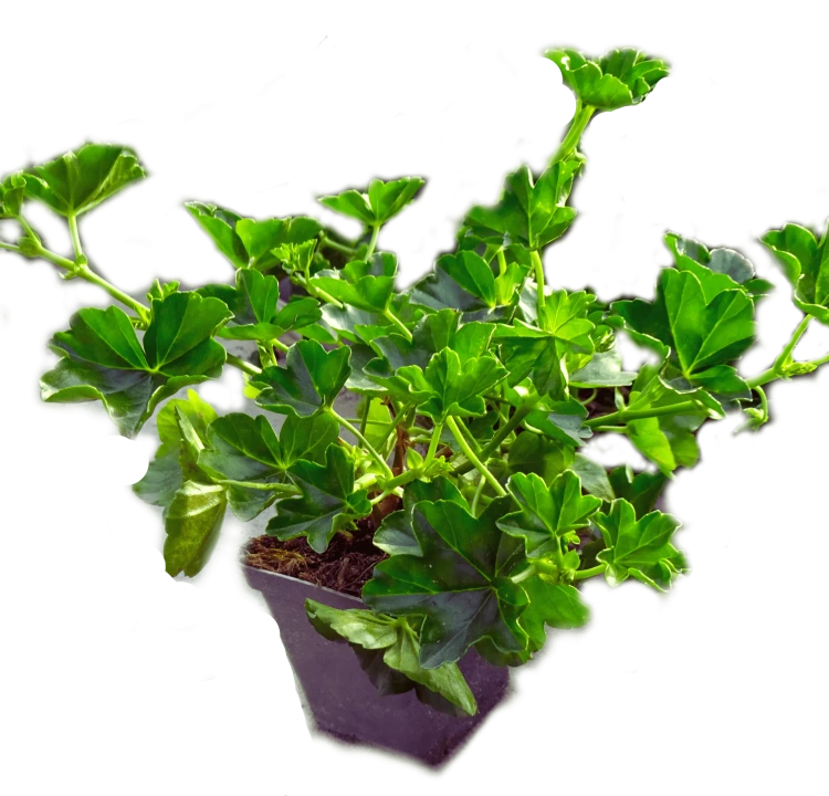 Pelargonia bluszczolistna - zwisająca Czerwona P9