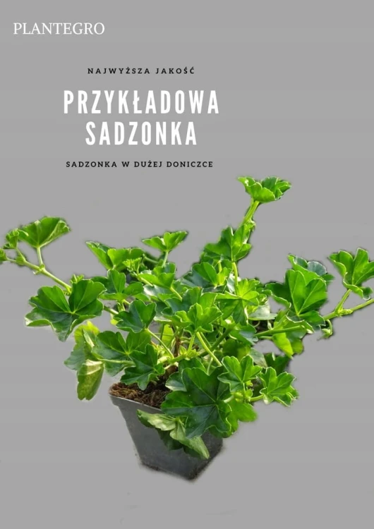 Pelargonia bluszczolistna - zwisająca Czerwona P9