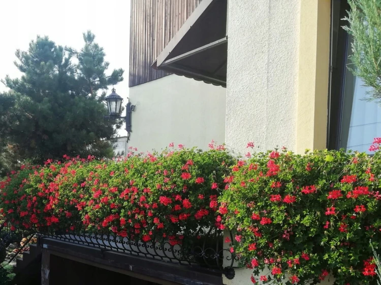 Pelargonia bluszczolistna - zwisająca Czerwona P9