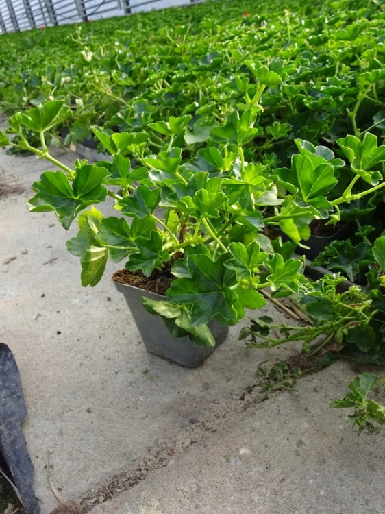 Pelargonia bluszczolistna - zwisająca Czerwona P9