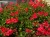Pelargonia bluszczolistna - zwisająca Czerwona P9