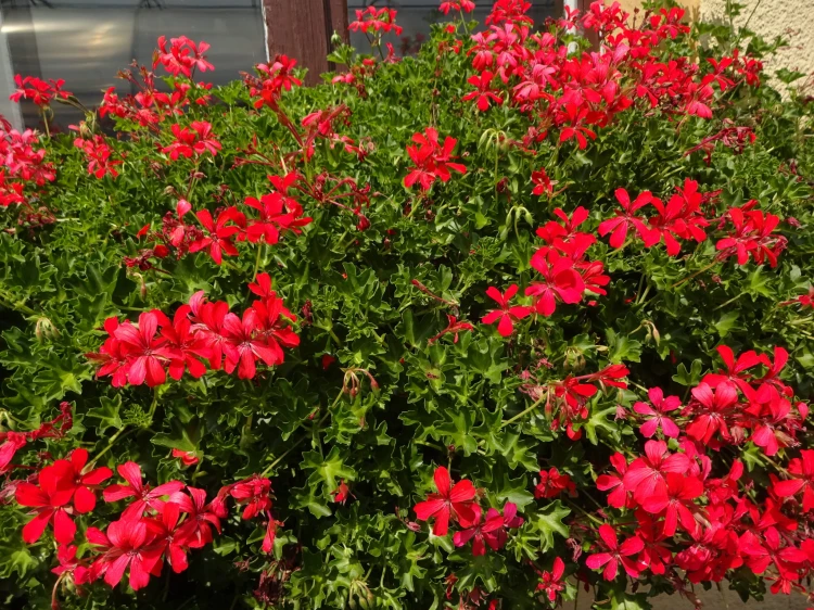 Pelargonia bluszczolistna - zwisająca Czerwona P9
