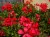 Pelargonia bluszczolistna - zwisająca Czerwona P9