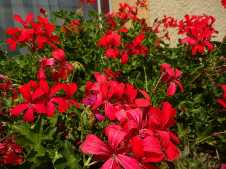 Pelargonia bluszczolistna - zwisająca Czerwona P9