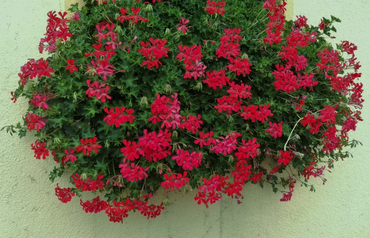 Pelargonia bluszczolistna - zwisająca Czerwona P9