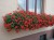 Pelargonia bluszczolistna - zwisająca Czerwona P9