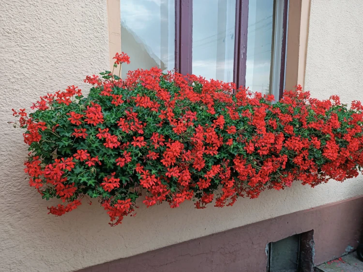 Pelargonia bluszczolistna - zwisająca Czerwona P9