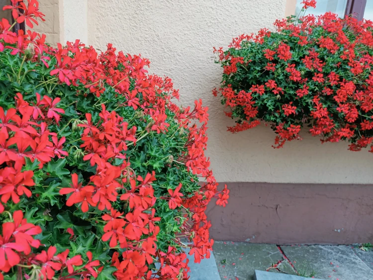 Pelargonia bluszczolistna - zwisająca Czerwona P9
