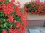 Pelargonia bluszczolistna - zwisająca Czerwona P9
