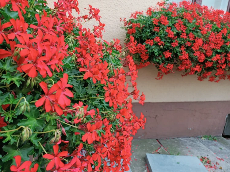 Pelargonia bluszczolistna - zwisająca Czerwona P9