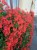 Pelargonia bluszczolistna - zwisająca Czerwona P9