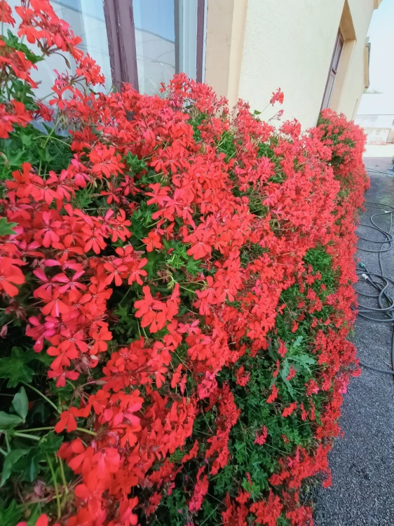 Pelargonia bluszczolistna - zwisająca Czerwona P9