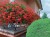 Pelargonia bluszczolistna - zwisająca Czerwona P9