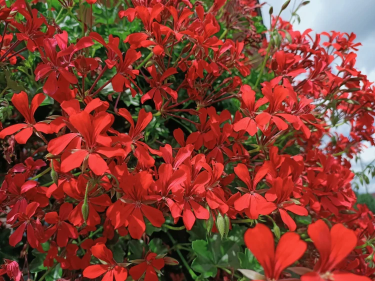Pelargonia bluszczolistna - zwisająca Czerwona P9