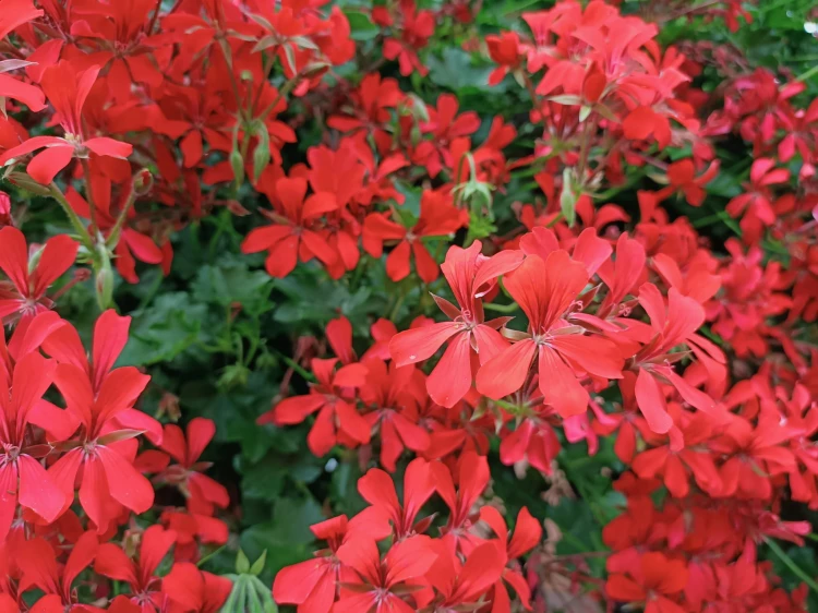 Pelargonia bluszczolistna - zwisająca Czerwona P9
