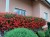 Pelargonia bluszczolistna - zwisająca Czerwona P9