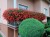 Pelargonia bluszczolistna - zwisająca Czerwona P9