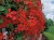 Pelargonia bluszczolistna - zwisająca Czerwona P9