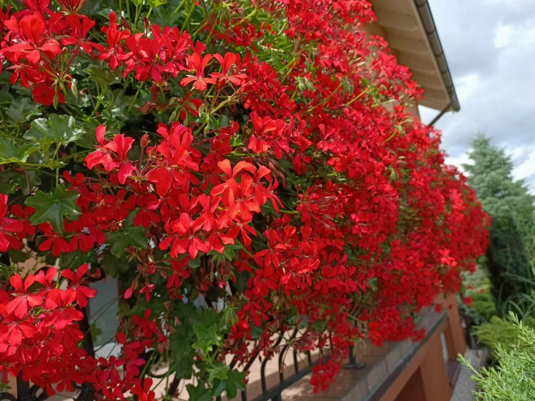 Pelargonia bluszczolistna - zwisająca Czerwona P9