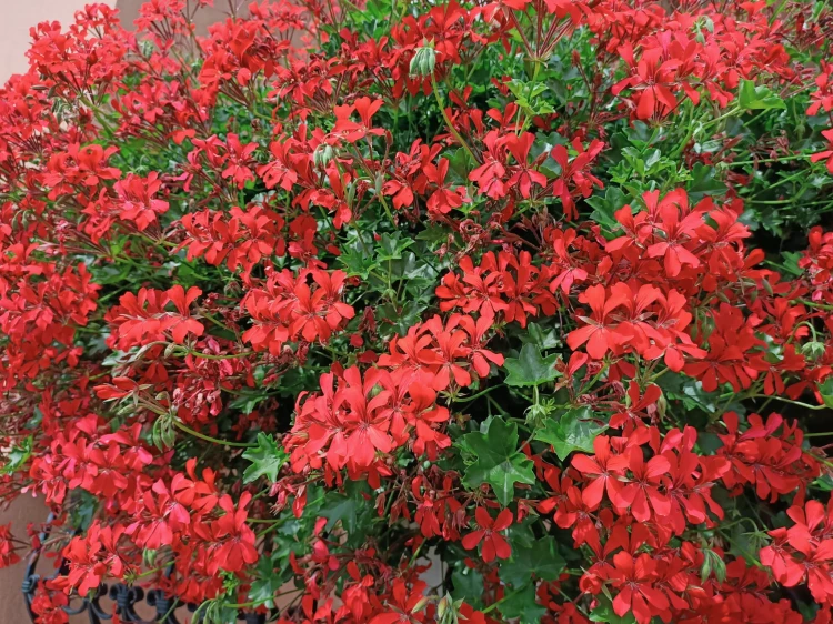 Pelargonia bluszczolistna - zwisająca Czerwona P9