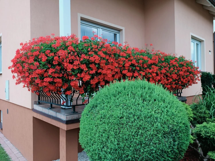 Pelargonia bluszczolistna - zwisająca Czerwona P9