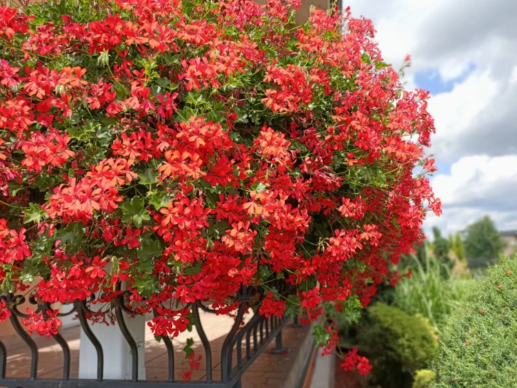 Pelargonia bluszczolistna - zwisająca Czerwona P9