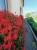 Pelargonia bluszczolistna - zwisająca Czerwona P9