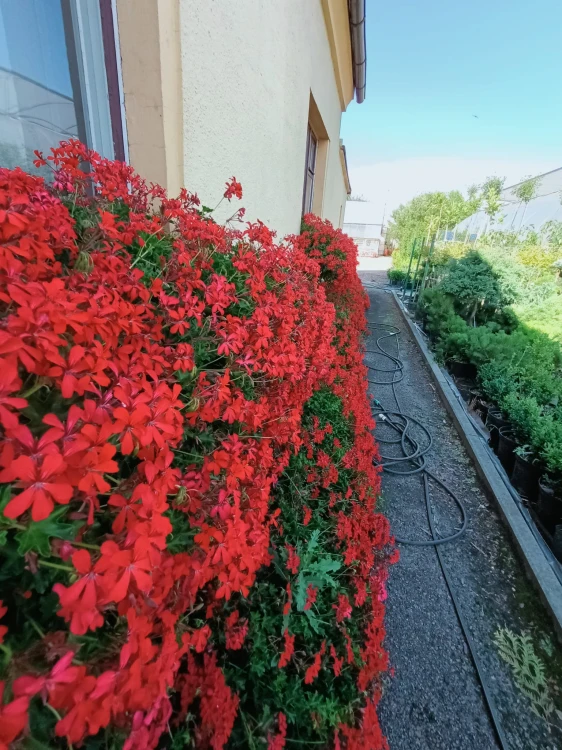Pelargonia bluszczolistna - zwisająca Czerwona P9