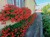 Pelargonia bluszczolistna - zwisająca Czerwona P9