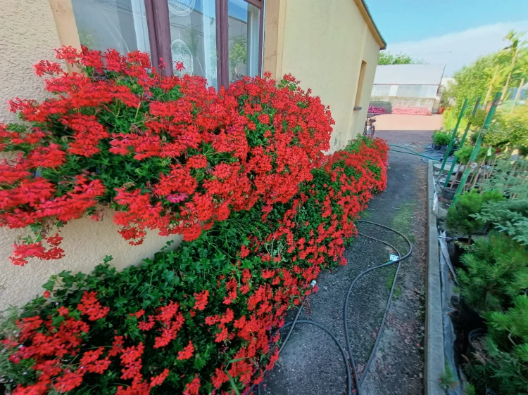 Pelargonia bluszczolistna - zwisająca Czerwona P9