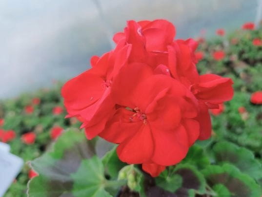 Pelargonia Rabatowa Czerwona Fernando P9