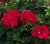 Pelargonia Rabatowa Czerwona Fernando P9