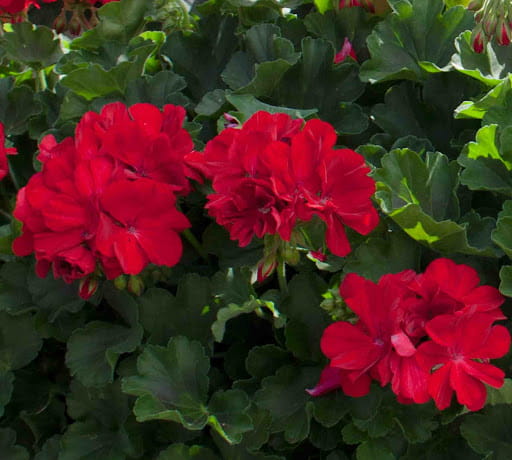 Pelargonia Rabatowa Czerwona Fernando P9