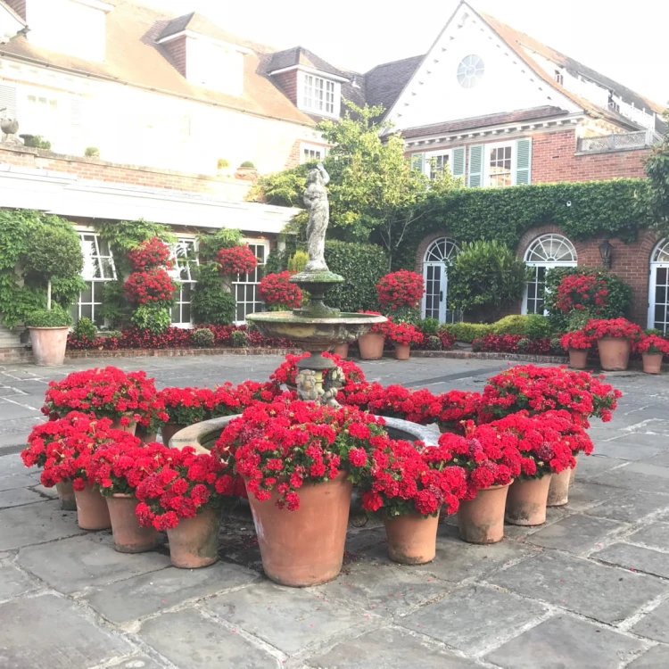 Pelargonia Rabatowa Czerwona Fernando P9
