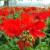 Pelargonia Rabatowa Czerwona Fernando P9