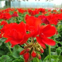 Pelargonia Rabatowa Czerwona Fernando P9