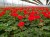 Pelargonia Rabatowa Czerwona Fernando P9