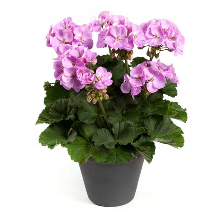 Pelargonia Rabatowa Greta Jasny Fiolet P9