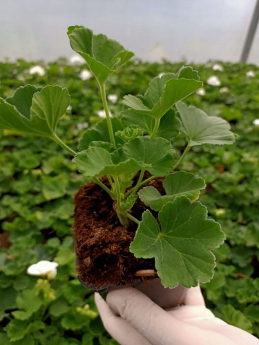 Pelargonia Rabatowa Greta Jasny Fiolet P9