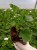 Pelargonia Rabatowa Greta Jasny Fiolet P9