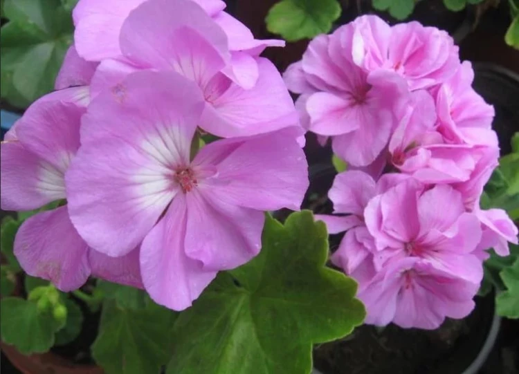 Pelargonia Rabatowa Greta Jasny Fiolet P9