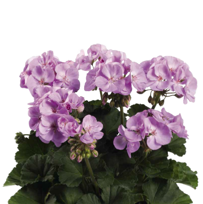 Pelargonia Rabatowa Greta Jasny Fiolet P9