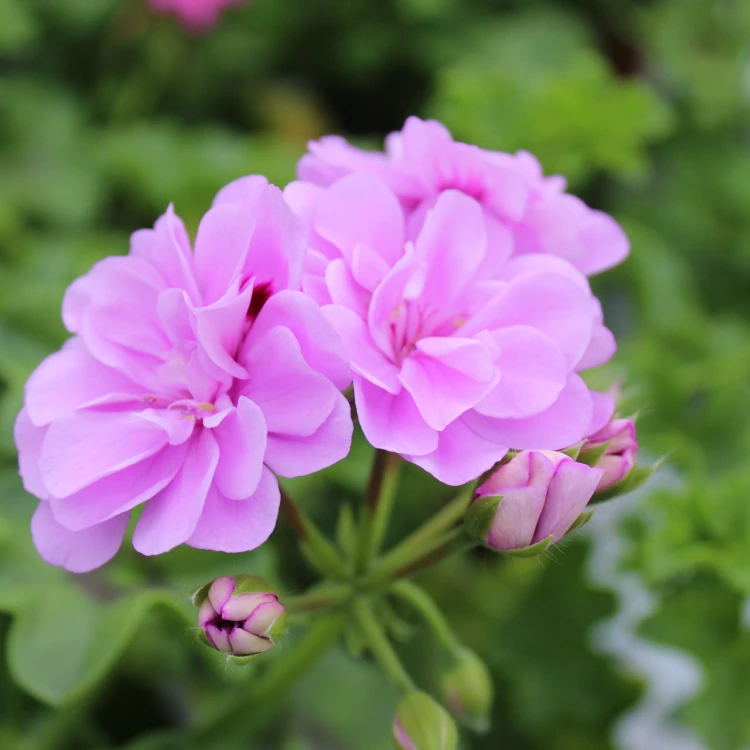Pelargonia Rabatowa Greta Jasny Fiolet P9