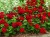 Pelargonia Calliope Dark Red p9
