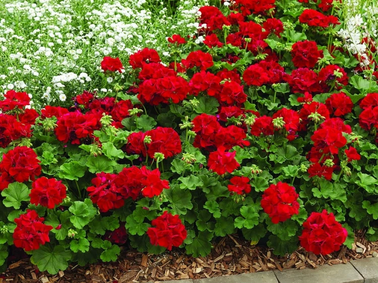 Pelargonia Calliope Dark Red p9